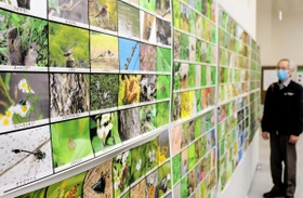 播磨地域の動植物の写真が並ぶ会場＝姫路科学館