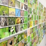播磨地域の動植物の写真が並ぶ会場＝姫路科学館