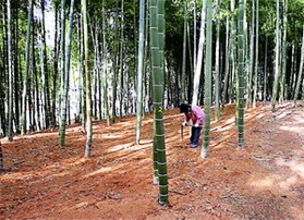 太市のタケノコが育つ竹林＝姫路市相野