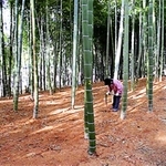 太市のタケノコが育つ竹林＝姫路市相野