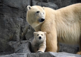 姫路市立動物園から「嫁入り」してきたユキと、名前を募集する小グマ＝秋田県立男鹿水族館提供