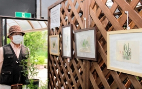 岩田健三郎さんの植物画約７０点も展示されている