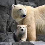 姫路市立動物園から「嫁入り」してきたユキと、名前を募集する小グマ＝秋田県立男鹿水族館提供
