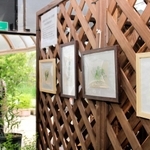 岩田健三郎さんの植物画約７０点も展示されている