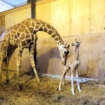 出産した子ども（右）に顔を寄せる「キキ」（姫路市立動物園提供）