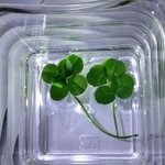 姫路三菱自動車販売太子店の芝生で見つかった六つ葉のクローバー（左）と四つ葉のクローバー（白井博子さん提供）