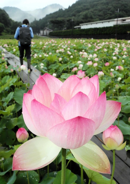 ヤマサ蒲鉾が６品種を育てる「夢前　蓮の花苑」＝姫路市夢前町置本