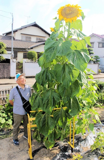 ３メートルを超え、大輪を咲かせる巨大ヒマワリ＝姫路市