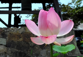 鐘楼を囲む堀に咲くハスの花＝姫路船場別院本徳寺
