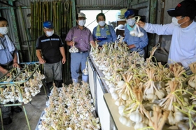 収穫したニンニクの品質を確認する下岡にんにく村のメンバー＝市川町下牛尾