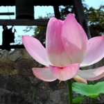 鐘楼を囲む堀に咲くハスの花＝姫路船場別院本徳寺