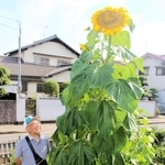 ３メートルを超え、大輪を咲かせる巨大ヒマワリ＝姫路市