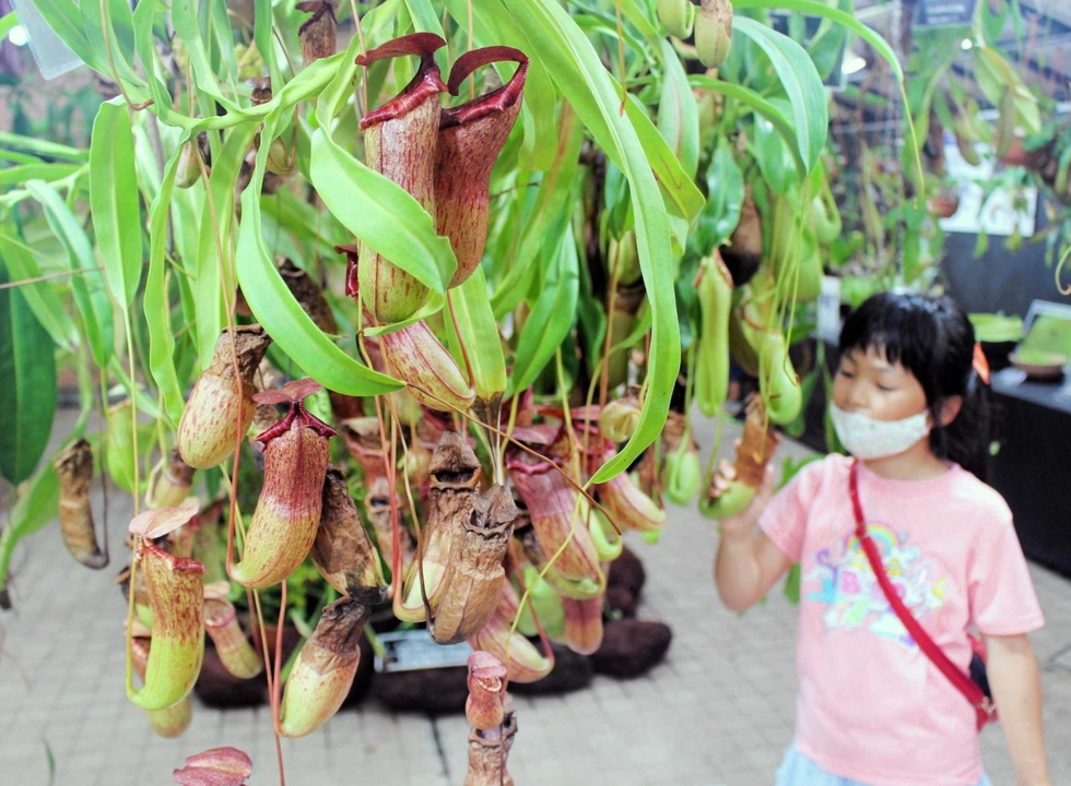 神戸新聞next 姫路 食虫植物多彩な生態 手柄山温室植物園で８０点展示 姫路