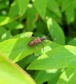 キンイロネクイハムシ（宮下さん提供）