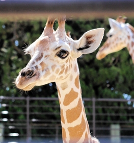 今年５月に生まれ、名前が「ココ」に決まった姫路市立動物園のアミメキリン＝姫路市本町