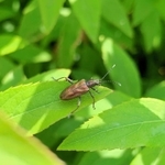 キンイロネクイハムシ（宮下さん提供）