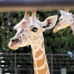 今年５月に生まれ、名前が「ココ」に決まった姫路市立動物園のアミメキリン＝姫路市本町