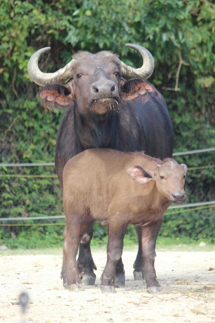 ９月に生まれたアフリカスイギュウの赤ちゃん＝姫路市豊富町神谷、姫路セントラルパーク