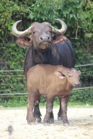 ９月に生まれたアフリカスイギュウの赤ちゃん＝姫路市豊富町神谷、姫路セントラルパーク