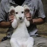 公開されるホワイトライオンの赤ちゃん＝姫路市豊富町神谷、姫路セントラルパーク