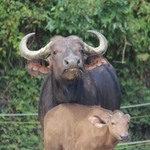 ９月に生まれたアフリカスイギュウの赤ちゃん＝姫路市豊富町神谷、姫路セントラルパーク