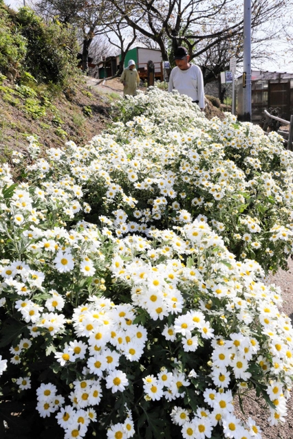 白く小さな花を咲かせるノジギク＝姫路市大塩町