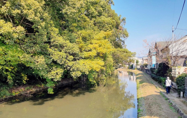 堀まで張り出した土塁の樹木。市と住民が伐採範囲を話し合う＝姫路市竹田町