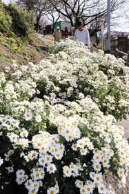 白く小さな花を咲かせるノジギク＝姫路市大塩町