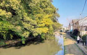 堀まで張り出した土塁の樹木。市と住民が伐採範囲を話し合う＝姫路市竹田町