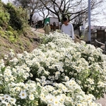 白く小さな花を咲かせるノジギク＝姫路市大塩町