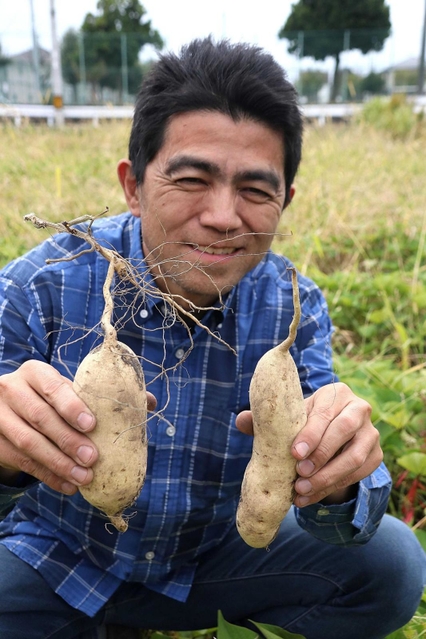 カイアポイモを収穫する六崎太朗さん＝姫路市