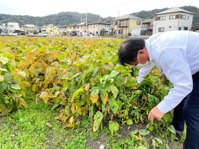 黒豆を収穫する佐藤慎介さん＝姫路市余部区