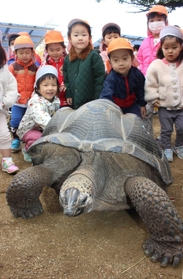 体重１００キロ 固い甲羅にびっくり 姫路市立動物園にゾウガメが仲間入り 姫路 神戸新聞next