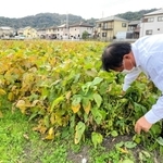 黒豆を収穫する佐藤慎介さん＝姫路市余部区
