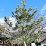 姫路城の登閣口前に飾り付けられた「ジャンボ門松」＝姫路市本町