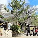 姫路城の登閣口前に飾り付けられた「ジャンボ門松」＝姫路市本町
