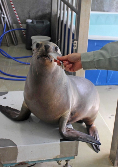 仲間入りしたオタリアの「くるる」＝姫路市立動物園