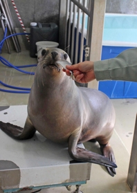 仲間入りしたオタリアの「くるる」＝姫路市立動物園