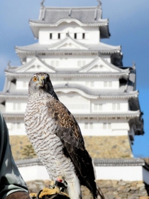 DVD］日本百鳴鳥 202 | シンフォレスト公式サイト