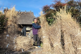 かやぶき屋根の改修に備え、カヤの束を準備する山本秀樹館長＝香寺民俗資料館