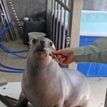 仲間入りしたオタリアの「くるる」＝姫路市立動物園