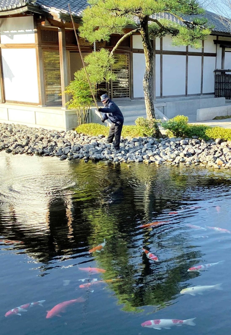 庭園の池彩るニシキゴイに新たな 天敵 出現 保護へ奮闘あの手この手 姫路 好古園 姫路 神戸新聞next