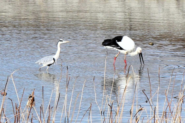 姫路市内のため池に姿を見せたコウノトリとアオサギ。少しずつ距離を縮める姿は初々しいカップルのようにも見える（長谷川隆典教諭提供）