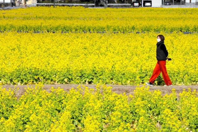 ２月に入り、見頃を迎えた菜の花畑（撮影・大山伸一郎）＝姫路市夢前町玉田
