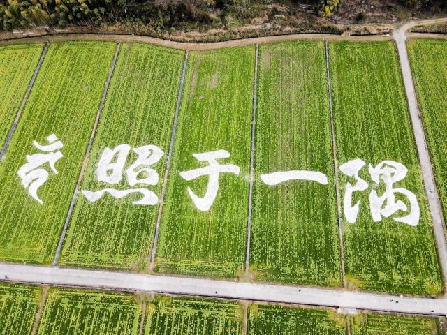 ドローンで撮影した菜の花畑の巨大文字＝姫路市夢前町玉田（実行委提供）