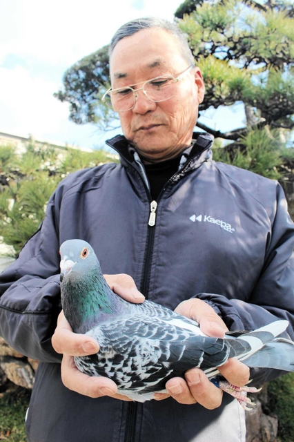 北海道から加古川まで１３時間で飛んだスーパーチャンプと井上和夫さん＝姫路市