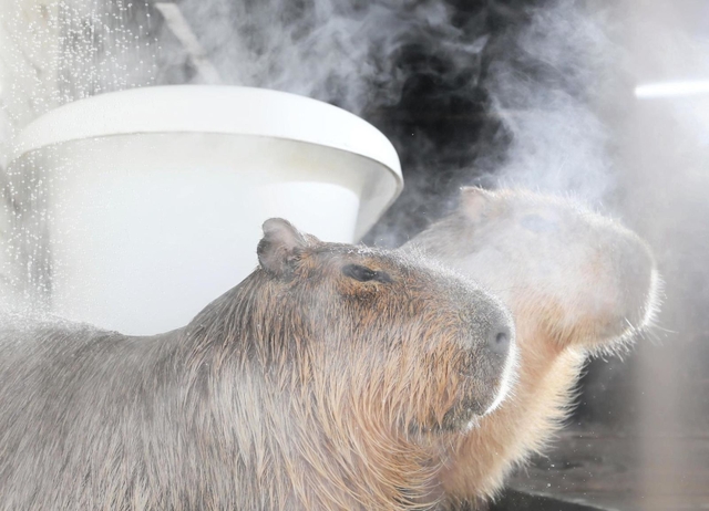 湯気の中で気持ちよさそうに打たせ湯を浴びるカピバラ＝姫路セントラルパーク