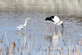 姫路市内のため池に姿を見せたコウノトリとアオサギ。少しずつ距離を縮める姿は初々しいカップルのようにも見える（長谷川隆典教諭提供）