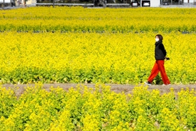 ２月に入り、見頃を迎えた菜の花畑（撮影・大山伸一郎）＝姫路市夢前町玉田