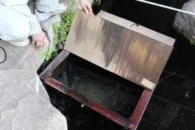 ウシガエルから守る木箱の中でふ化したコイの稚魚＝姫路市本町